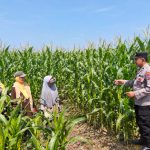 Bhabinkamtibmas Desa Rejoso Lor Dampingi Petani Jagung, Dukung Ketahanan Pangan