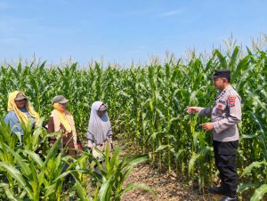 Bhabinkamtibmas Desa Rejoso Lor Dampingi Petani Jagung, Dukung Ketahanan Pangan
