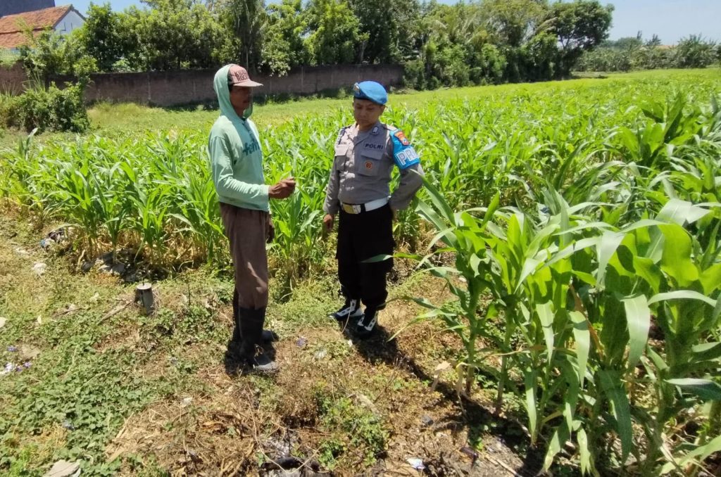 Bhabinkamtibmas Kebonagung Dampingi Petani Jagung, Dukung Ketahanan Pangan di Kota Pasuruan