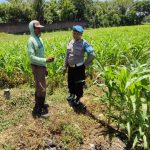 Bhabinkamtibmas Kebonagung Dampingi Petani Jagung, Dukung Ketahanan Pangan di Kota Pasuruan