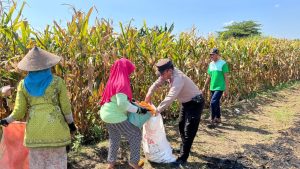 Bhabinkamtibmas Desa Tidu Dampingi Panen Jagung, Dukung Ketahanan Pangan