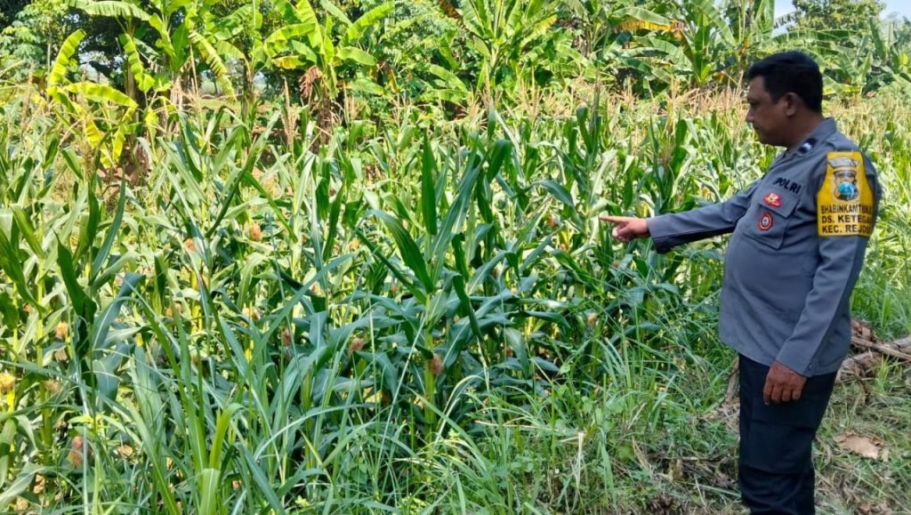 Bhabinkamtibmas Kawisrejo Dampingi Petani Jagung, Dukung Ketahanan Pangan