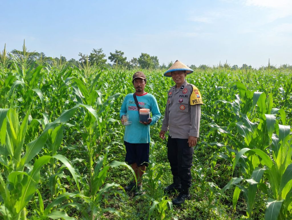 Kanit Binmas Polsek Keboncandi Dampingi Petani Jagung, Dukung Ketahanan Pangan Nasional