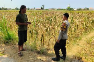 Dukung Ketahanan Pangan, Ps. Kanit Binmas Polsek Nguling Sambangi Petani di Desa Sumberanyar
