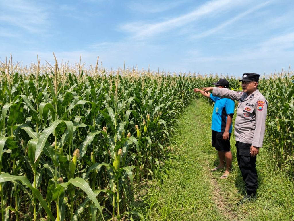 Bhabinkamtibmas Desa Rejoso Lor Dampingi Petani Jagung, Dukung Ketahanan Pangan