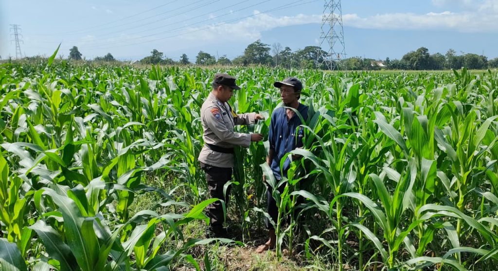 Dukung Ketahanan Pangan Nasional, Bhabinkamtibmas Desa Tidu Bersinergi Dengan Petani Jagung