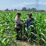 Dukung Ketahanan Pangan Nasional, Bhabinkamtibmas Desa Tidu Bersinergi Dengan Petani Jagung