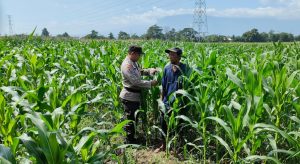 Dukung Ketahanan Pangan Nasional, Bhabinkamtibmas Desa Tidu Bersinergi Dengan Petani Jagung