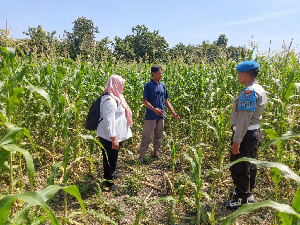 Sinergi Bhabinkamtibmas Dan PPL Pertanian Dukung Ketahanan Pangan di Kelurahan Kebonagung