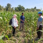 Sinergi Bhabinkamtibmas Dan PPL Pertanian Dukung Ketahanan Pangan di Kelurahan Kebonagung
