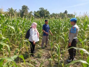 Sinergi Bhabinkamtibmas Dan PPL Pertanian Dukung Ketahanan Pangan di Kelurahan Kebonagung